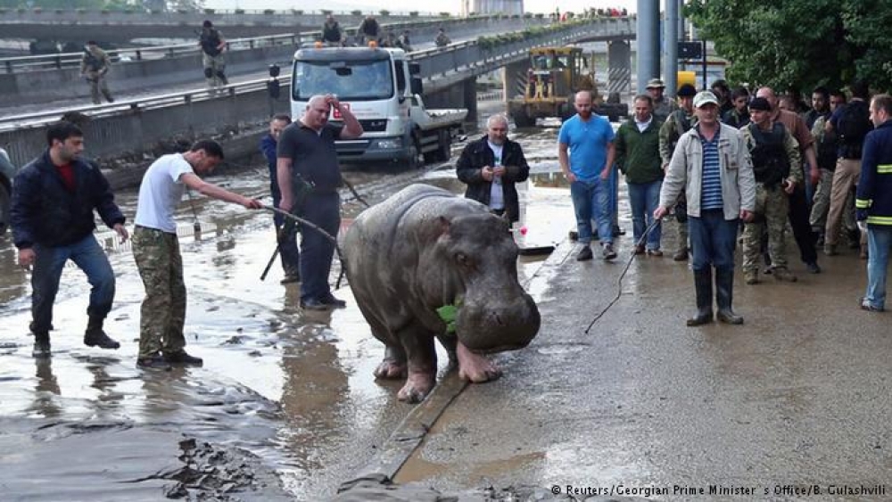 Tiflis'te Sel Felaketinden Sonra Hayvanat Bahçesi
