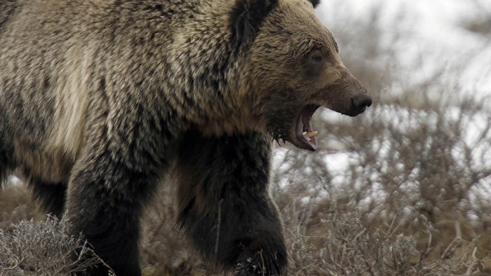 Rus araştırmacı ayı saldırısından testereyle kurtuldu