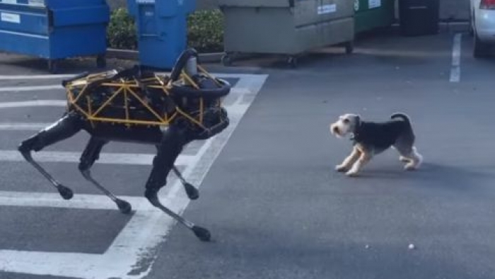 Patronun köpeği, patronun robotuna karşı!