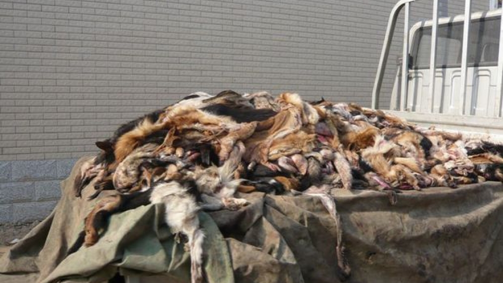 PETA: Sizin Çin Deri Eldivenleriniz Köpek Derisinden - FOTO VİDEO