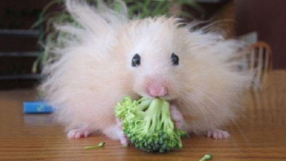 Hayvanları Hiç Böyle Görmediniz