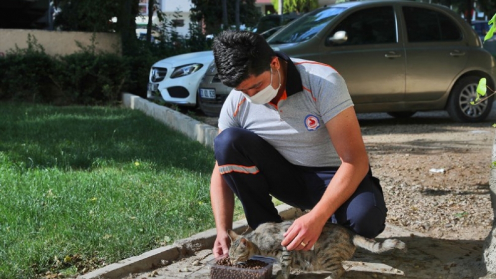 Büyükşehir sokak hayvanlarını da unutmadı