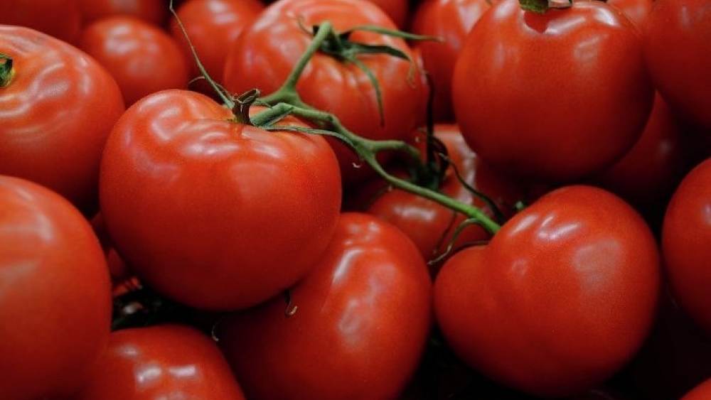 Rusya, Türkiye’den gelen 735 kilo domatesi imha etti