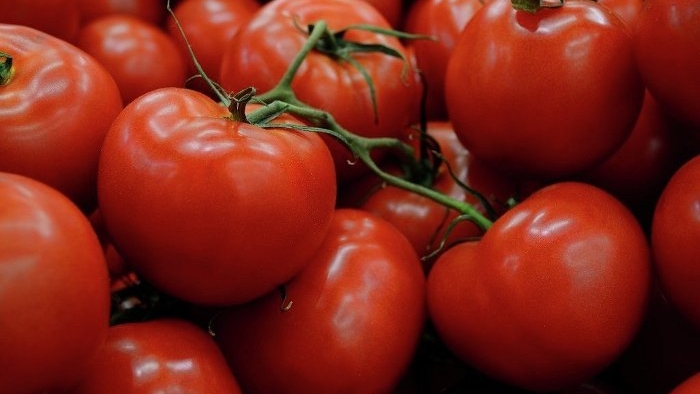 Rusya, Türkiye’den gelen 735 kilo domatesi imha etti
