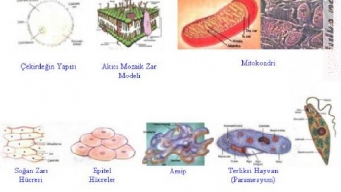 Tek Hücreli Canlıların Özellikleri Nedir Beslenme Şekilleri Nasıldır!