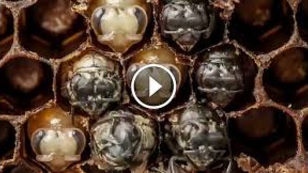 60 Saniyede Arıların Doğumu ve Gelişimi