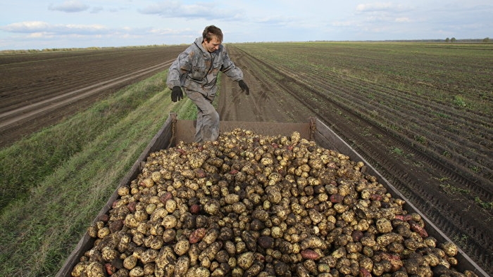 1 milyon dolara ‘patates’ sattı