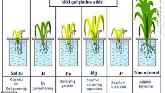 Toppraktaki Minerallerin Bitki Yaşamına Katkıları Nedir