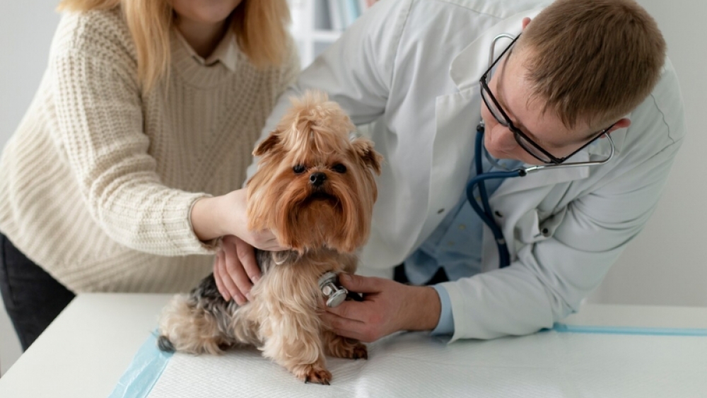 Köpek Kısırlaştırma Nasıl Yapılır?