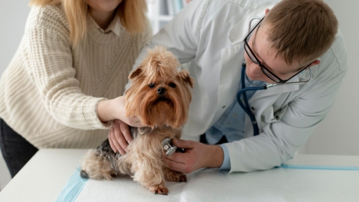 Köpek Kısırlaştırma Nasıl Yapılır?